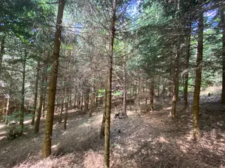 Lesní pozemek p.č. 889 Horní Dobrouč, okres Ústí nad Orlicí