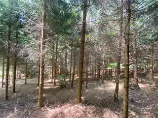 Lesní pozemek p.č. 889 Horní Dobrouč, okres Ústí nad Orlicí