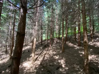 Lesní pozemek p.č. 889 Horní Dobrouč, okres Ústí nad Orlicí