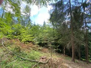 Lesní pozemek p.č. 889 Horní Dobrouč, okres Ústí nad Orlicí