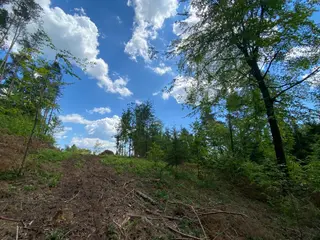 Lesní pozemek p.č. 889 Horní Dobrouč, okres Ústí nad Orlicí