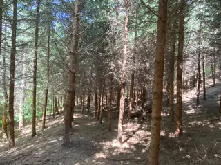 Lesní pozemek p.č. 889 Horní Dobrouč, okres Ústí nad Orlicí