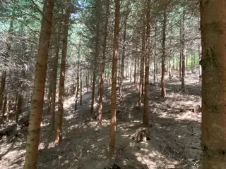 Lesní pozemek p.č. 889 Horní Dobrouč, okres Ústí nad Orlicí