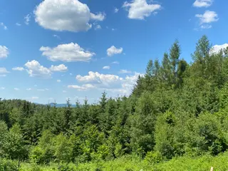 Lesní pozemek p.č. 889 Horní Dobrouč, okres Ústí nad Orlicí