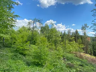 Lesní pozemek p.č. 890 Horní Dobrouč, okres Ústí nad Orlicí