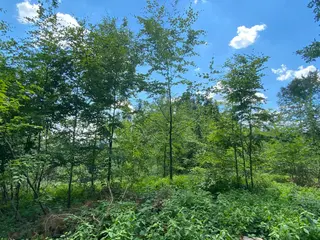Lesní pozemek p.č. 890 Horní Dobrouč, okres Ústí nad Orlicí