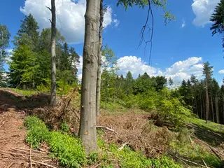 Lesní pozemek p.č. 890 Horní Dobrouč, okres Ústí nad Orlicí