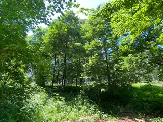 Lesní pozemek Rovensko p.č. 1087, okres Šumperk