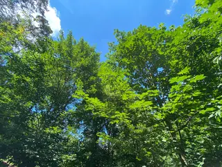 Lesní pozemek Rovensko p.č. 1087, okres Šumperk