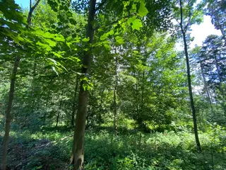 Lesní pozemek Rovensko p.č. 1087, okres Šumperk
