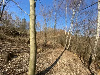 Lesní pozemek Václavov u Zábřeha, č.pozemku 397/6, okres Šumperk