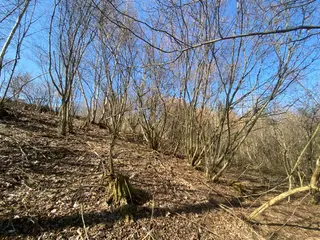 Lesní pozemek Václavov u Zábřeha, č.pozemku 397/6, okres Šumperk