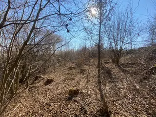 Lesní pozemek Václavov u Zábřeha, č.pozemku 397/6, okres Šumperk