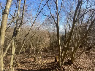 Lesní pozemek Václavov u Zábřeha, č.pozemku 397/6, okres Šumperk