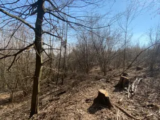 Lesní pozemek Václavov u Zábřeha, č.pozemku 397/6, okres Šumperk