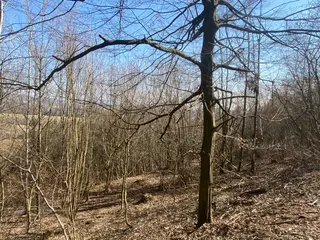 Lesní pozemek Václavov u Zábřeha, č.pozemku 397/6, okres Šumperk