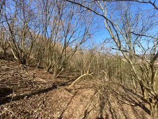 Lesní pozemek Václavov u Zábřeha, č.pozemku 397/6, okres Šumperk