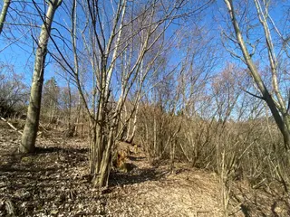 Lesní pozemek Václavov u Zábřeha, č.pozemku 397/6, okres Šumperk