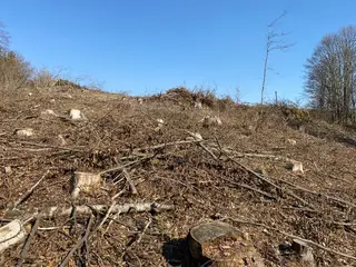 Lesní pozemek Václavov u Zábřeha, okres Šumperk