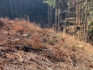 Lesní pozemek Václavov u Zábřeha, okres Šumperk
