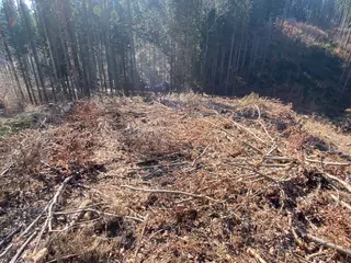 Lesní pozemek Václavov u Zábřeha, okres Šumperk