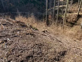Lesní pozemek Václavov u Zábřeha, okres Šumperk