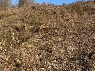Lesní pozemek Václavov u Zábřeha, okres Šumperk