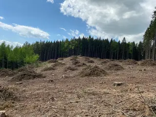 Lesní pozemek Vysoká Srbská, okres Náchod
