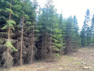 Lesní pozemek Vysoká Srbská, okres Náchod