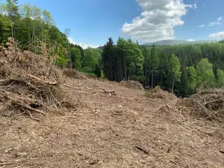 Lesní pozemek Vysoká Srbská, okres Náchod