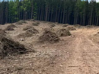 Lesní pozemek Vysoká Srbská, okres Náchod