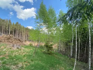 Lesní pozemek Vysoká Srbská, okres Náchod