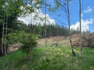 Lesní pozemek Vysoká Srbská, okres Náchod