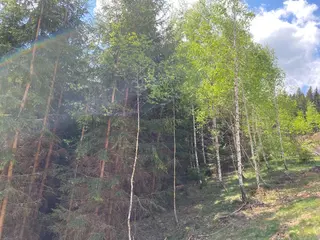 Lesní pozemek Vysoká Srbská, okres Náchod