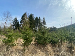Lesní pozemky 22.535 m2, katastrální území Brandlín, Lázy, Sušno 