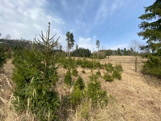 Lesní pozemky 22.535 m2, katastrální území Brandlín, Lázy, Sušno 