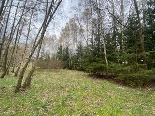 Lesní pozemky 22.535 m2, katastrální území Brandlín, Lázy, Sušno 