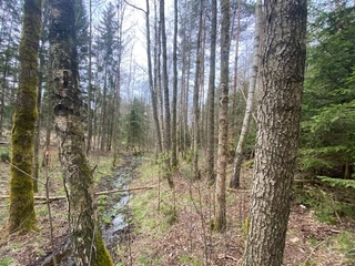 Lesní pozemky 22.535 m2, katastrální území Brandlín, Lázy, Sušno 