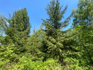 Lesní pozemky 22.535 m2, katastrální území Brandlín, Lázy, Sušno 