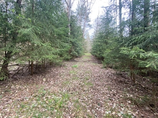 Lesní pozemky 22.535 m2, katastrální území Brandlín, Lázy, Sušno 