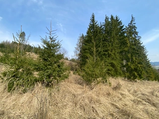 Lesní pozemky 22.535 m2, katastrální území Brandlín, Lázy, Sušno 