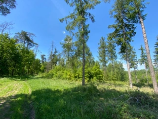 Lesní pozemky 22.535 m2, katastrální území Brandlín, Lázy, Sušno 
