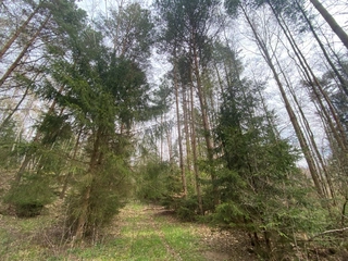 Lesní pozemky 22.535 m2, katastrální území Brandlín, Lázy, Sušno 