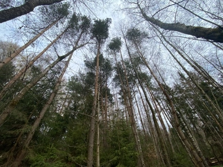 Lesní pozemky 22.535 m2, katastrální území Brandlín, Lázy, Sušno 
