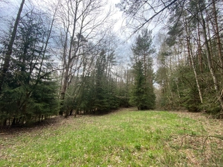 Lesní pozemky 22.535 m2, katastrální území Brandlín, Lázy, Sušno 