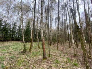 Lesní pozemky 22.535 m2, katastrální území Brandlín, Lázy, Sušno 