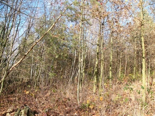 Lesní pozemky 32.154 m2 v k.ú. Přemyslovice