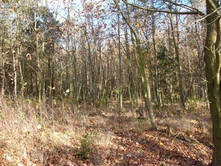 Lesní pozemky 32.154 m2 v k.ú. Přemyslovice