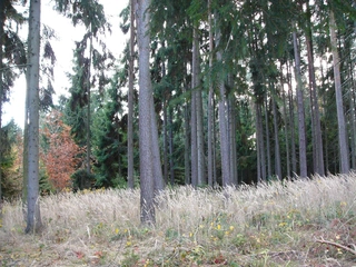 Lesní pozemky 32.154 m2 v k.ú. Přemyslovice