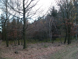 Lesní pozemky 32.154 m2 v k.ú. Přemyslovice